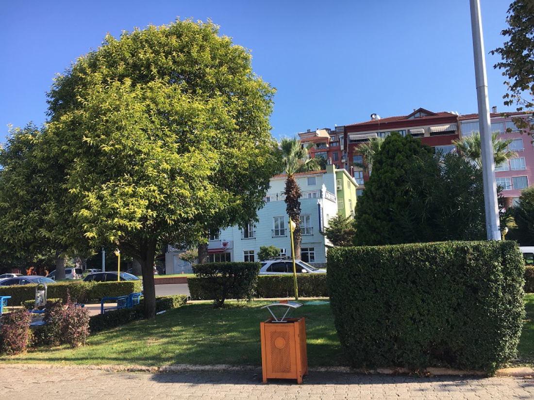 Alaca Yapraklı Kurtbağrı