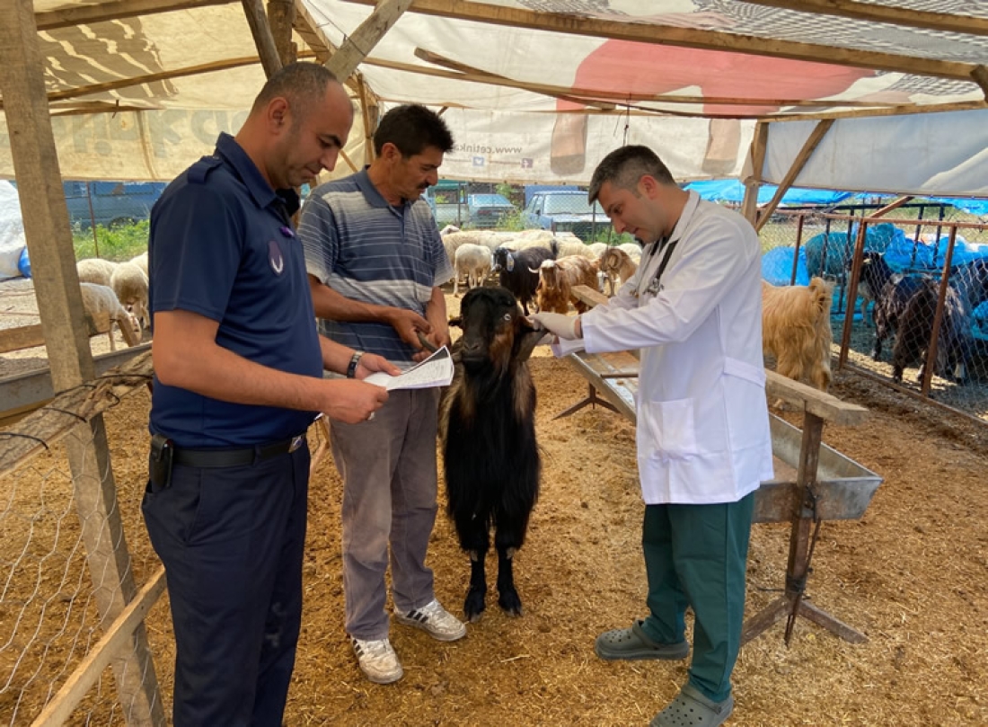 Belediye Kurban Pazarını Denetledi, Kurban Yakalama Timi Kurdu
