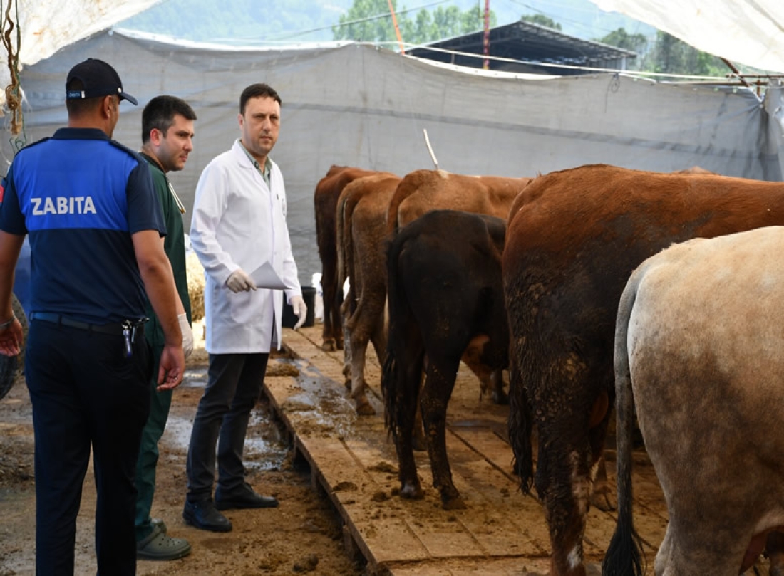 Belediye Kurban Pazarını Denetledi, Kurban Yakalama Timi Kurdu