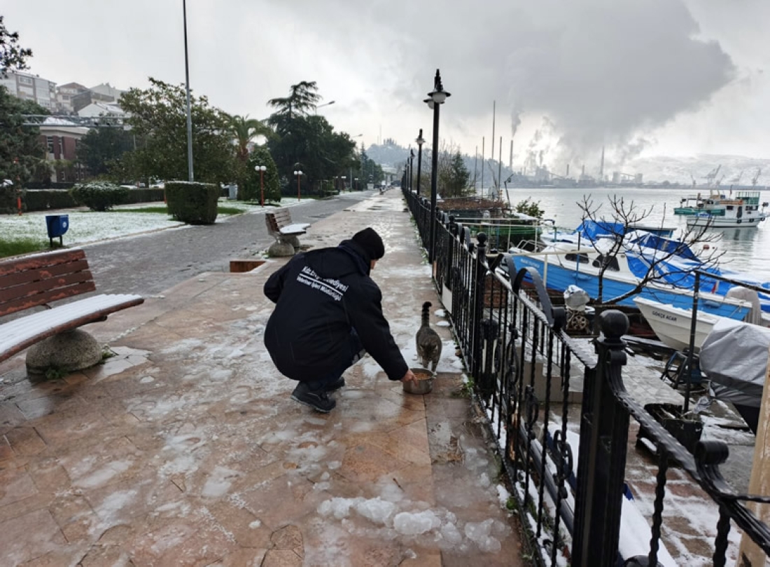 Kdz. Ereğli Belediyesi Sokak Hayvanlarına Sahip Çıkıyor