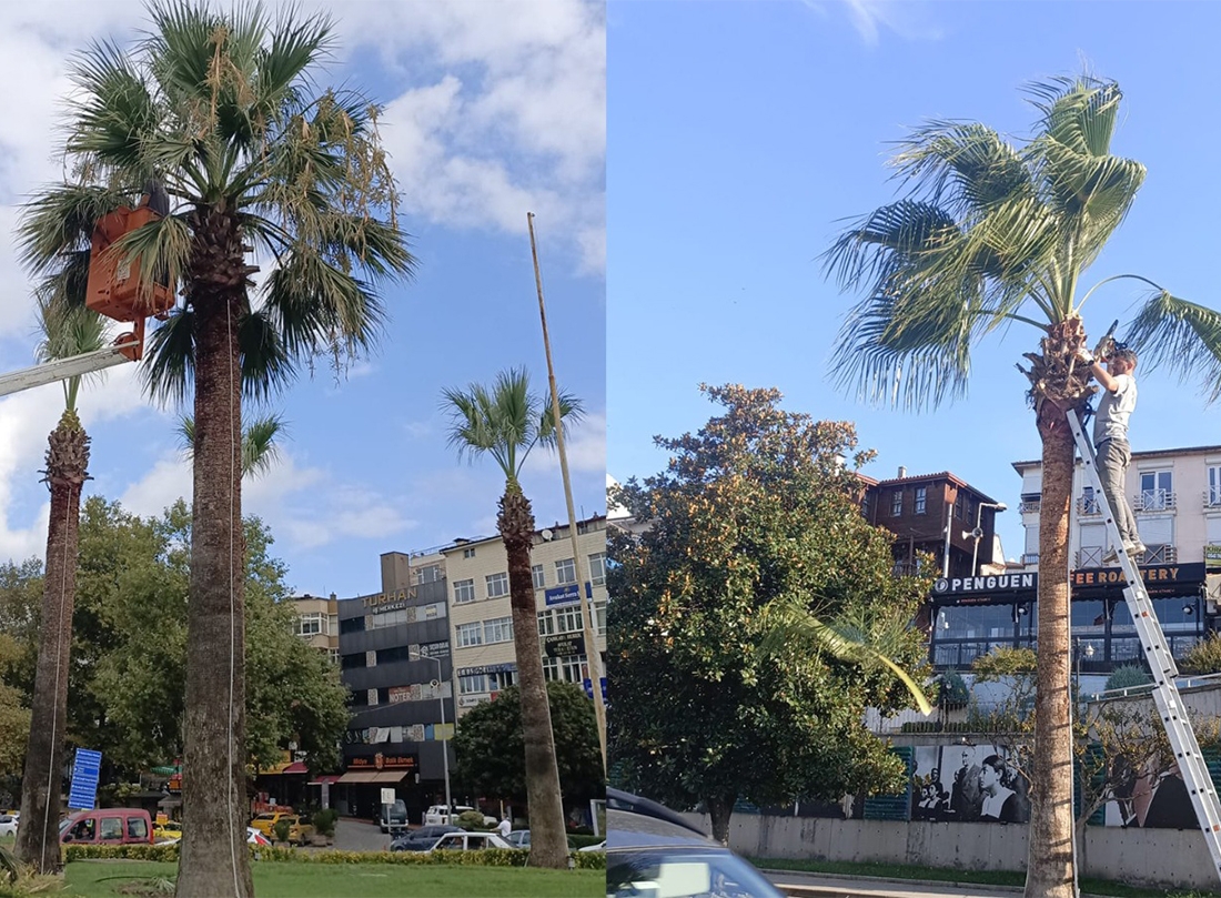 Kdz. Ereğli’nin Tropikal Dokusu Bakıma Alındı