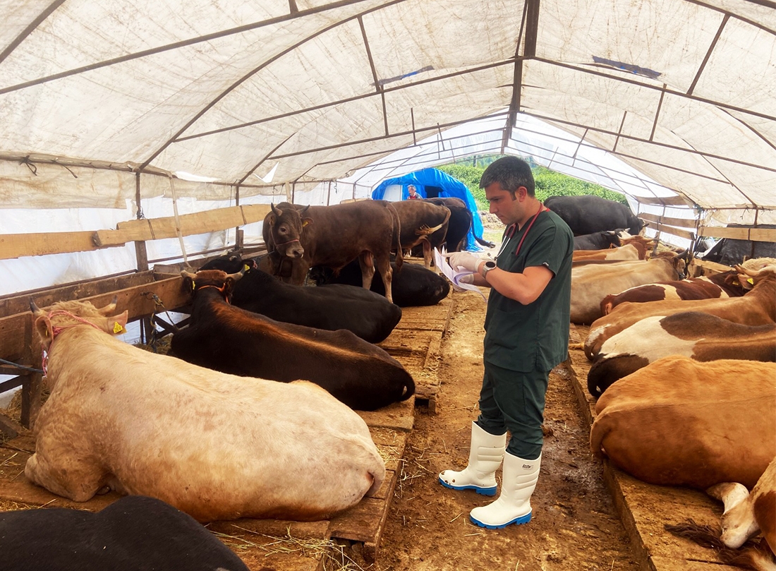 Kurban Pazarı Denetlendi, Kurban Yakalama Timi Kuruldu