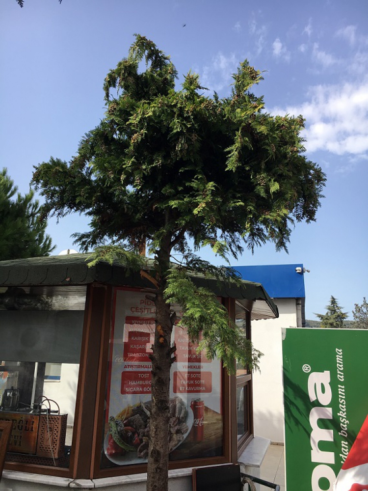 Lawson Yalancı Servisi