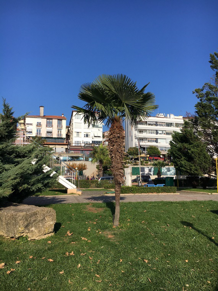 Tüylü Palmiye