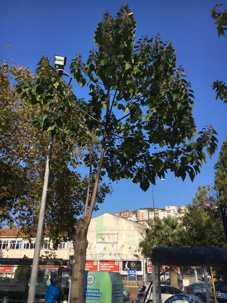 Tüylü Pavlonya