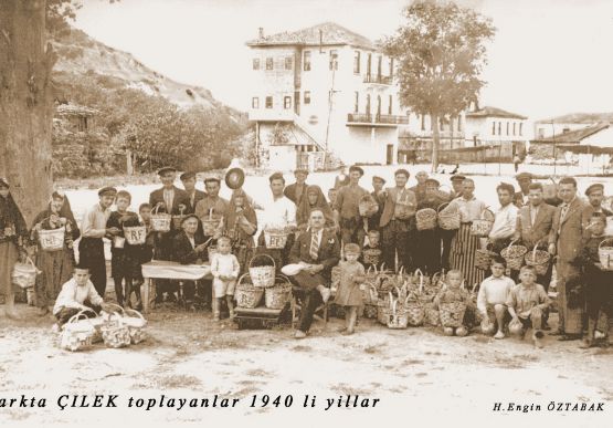 Osmanlı Çileği