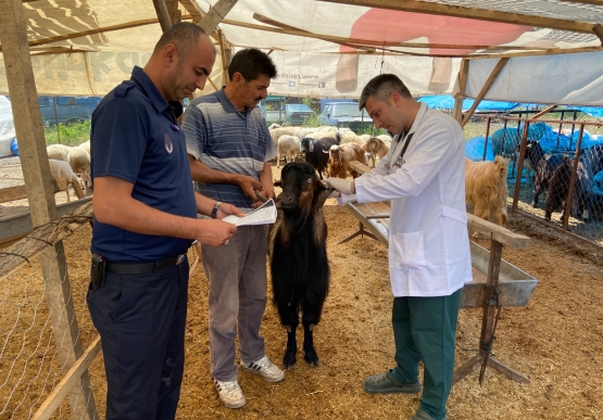 Belediye Kurban Pazarını Denetledi, Kurban Yakalama Timi Kurdu