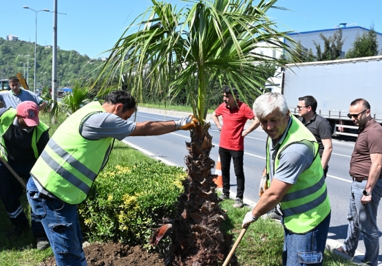 Kdz. Ereğli’de Tropikal Dönüşüm Başladı!