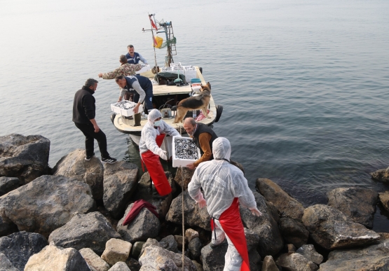 Kdz. Ereğli’de 16. Hamsi Festivali Ateşi Yandı