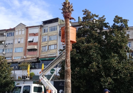 Kdz. Ereğli’nin Tropikal Dokusu Bakıma Alındı