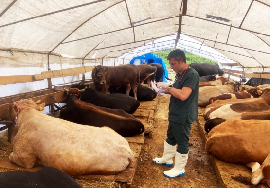 Kurban Pazarı Denetlendi, Kurban Yakalama Timi Kuruldu