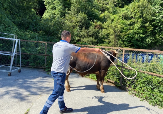Kurban Pazarı Denetlendi, Kurban Yakalama Timi Kuruldu