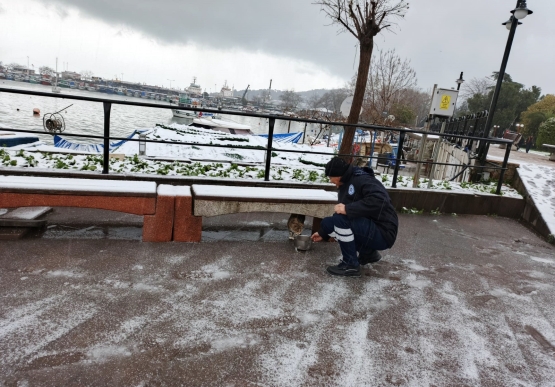 Kdz. Ereğli Belediyesi Sokak Hayvanlarına Sahip Çıkıyor