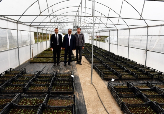 Kdz. Ereğli Belediyesi, Kışlık Çiçekleri Seralarında Üretiyor