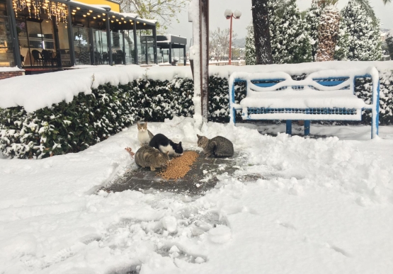 Kdz. Ereğli Belediyesi Sokaktaki Canları Unutmadı