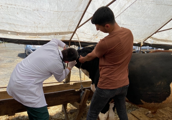 Belediye Kurban Pazarını Denetledi, Kurban Yakalama Timi Kurdu