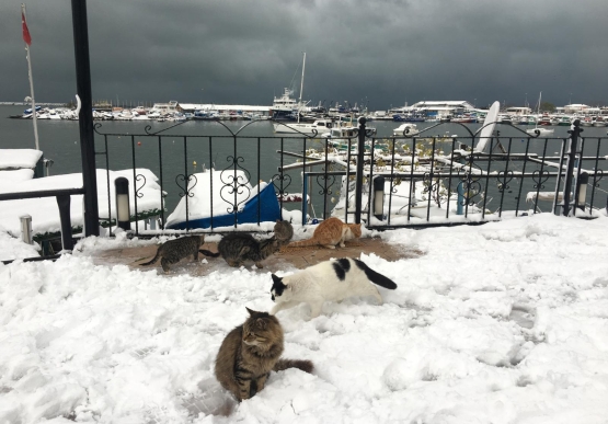 Kdz. Ereğli Belediyesi Sokaktaki Canları Unutmadı
