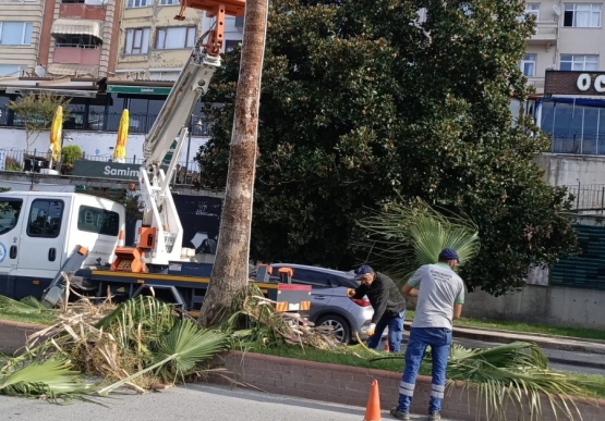 Kdz. Ereğli’nin Tropikal Dokusu Bakıma Alındı