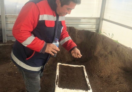 Pırasa Tohumları Ekildi, Halka Dağıtılacak