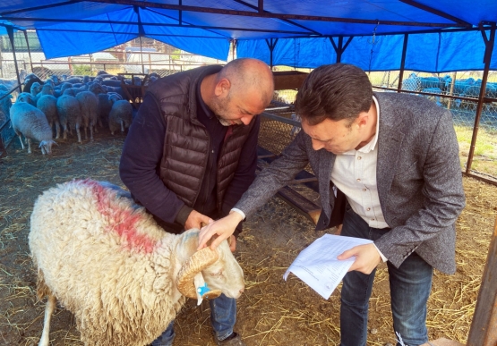 Kurban Pazarı Denetlendi, Kurban Yakalama Timi Kuruldu